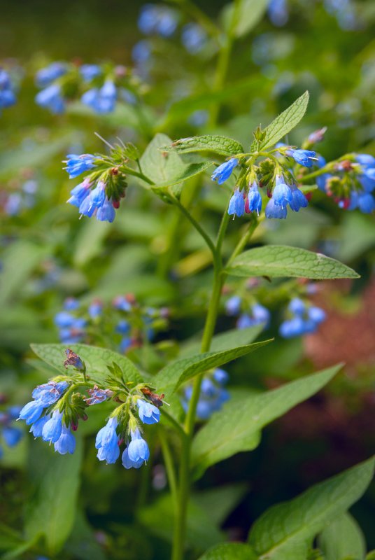 Окопник Symphytum grandiflorum