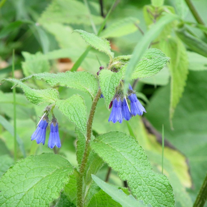 Окопник кавказский Symphytum caucasicum рисунок