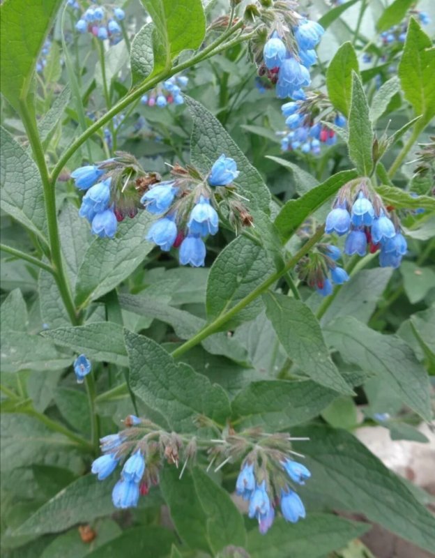 Symphytum caucasicum Bieb. Окопник кавказский
