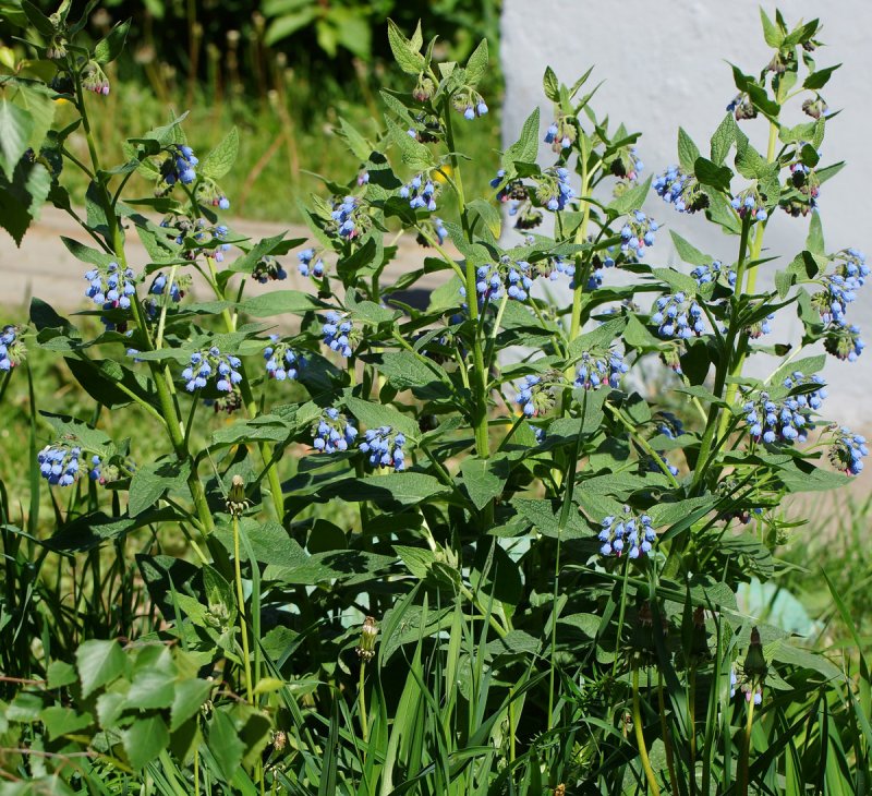 Symphytum caucasicum Bieb. Окопник кавказский
