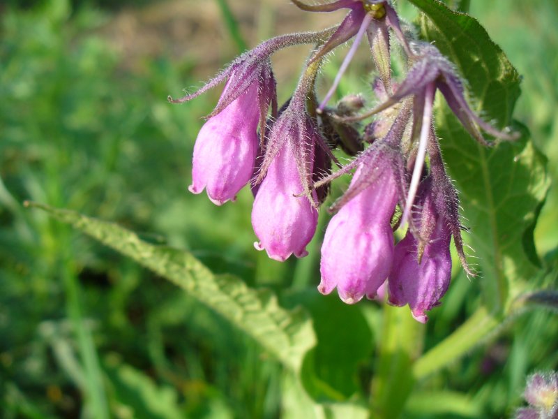 Symphytum officinale окопник