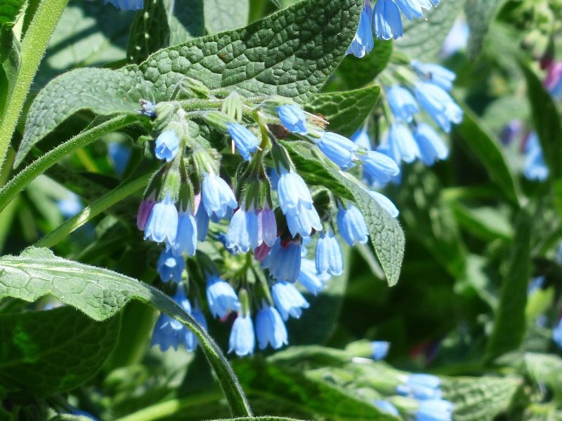 Окопник кавказский Symphytum caucasicum