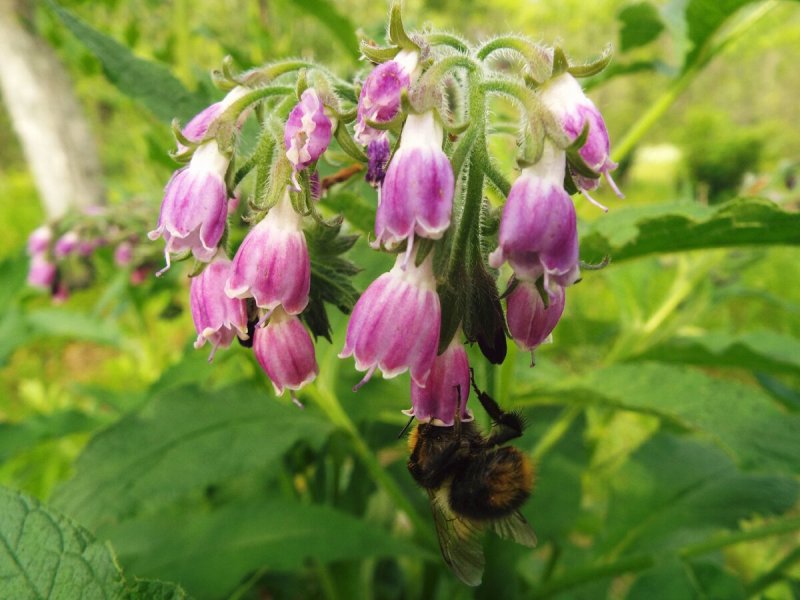 Symphytum officinale окопник