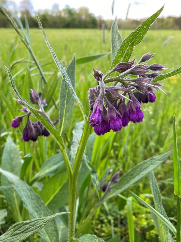 Окопник лекарственный Symphytum officinale l.