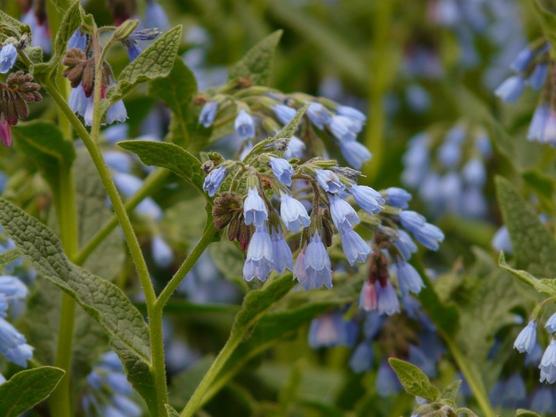 Symphytum asperum