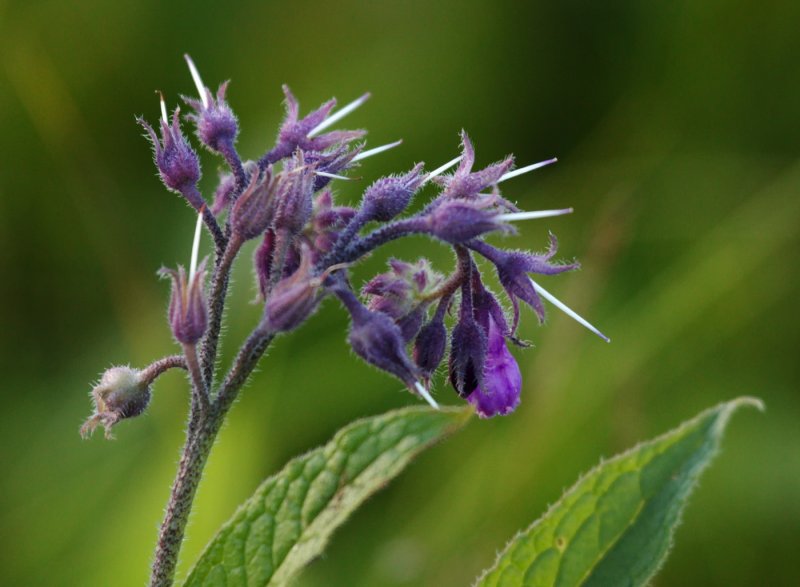 Окопник Symphytum grandiflorum
