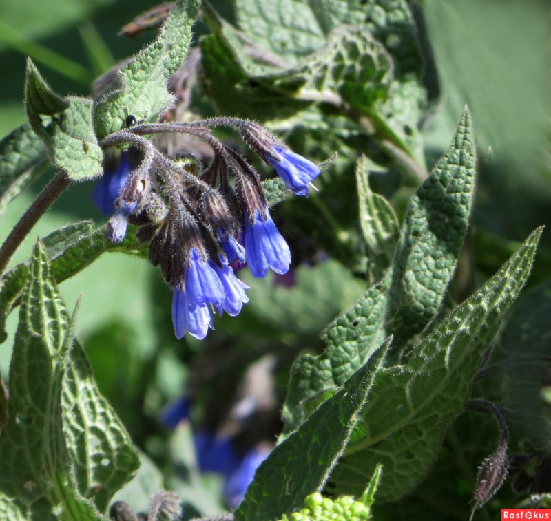 Окопник лекарственный Symphytum officinale