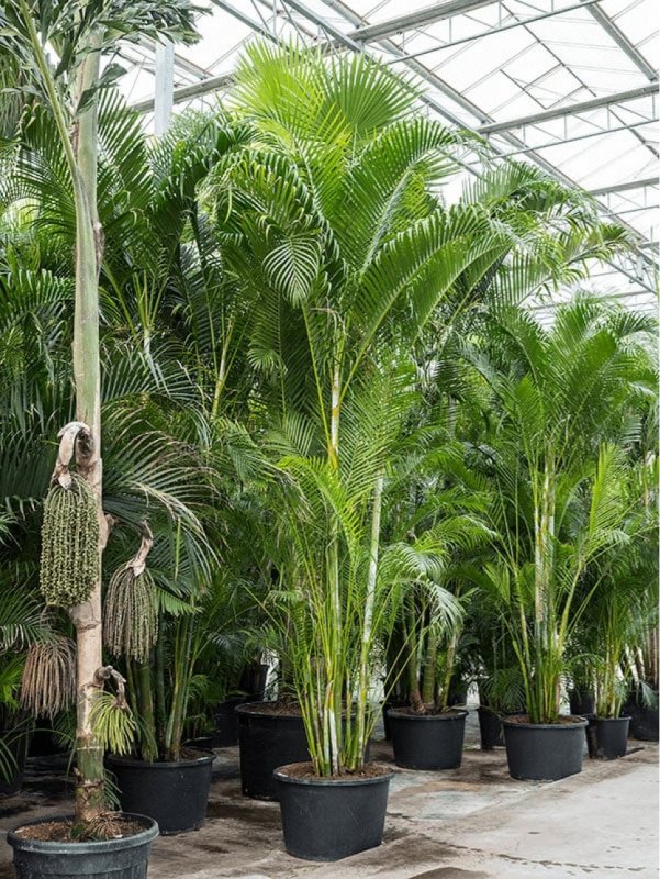 Dypsis lutescens