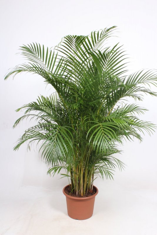 Dypsis lutescens Дипсис