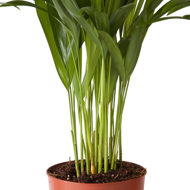 Dypsis lutescens