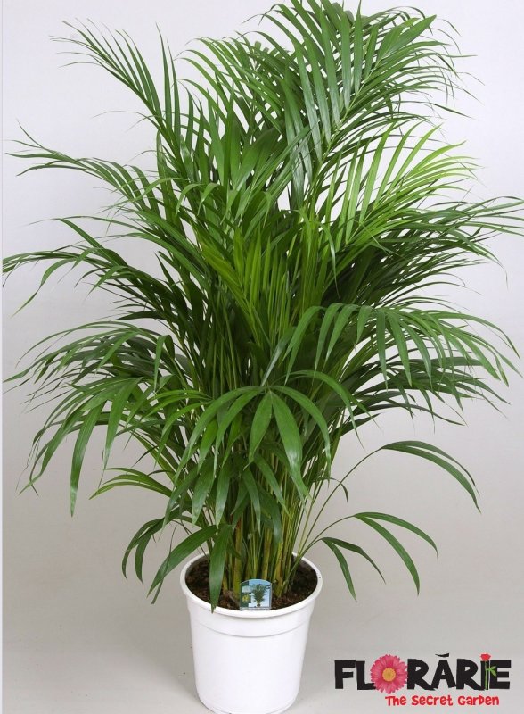 Dypsis lutescens Дипсис