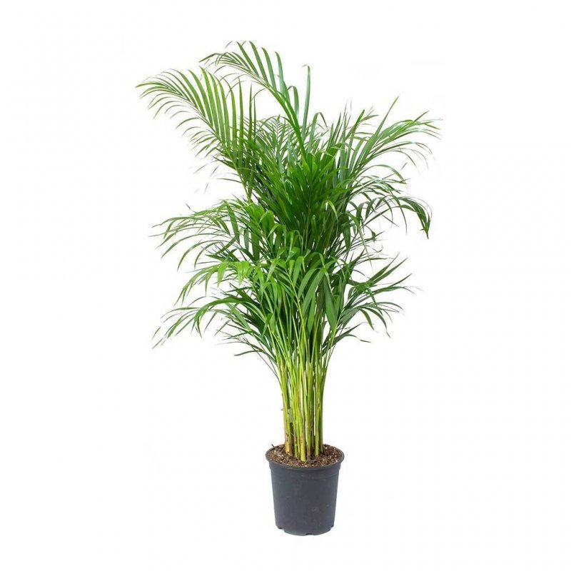 Dypsis lutescens