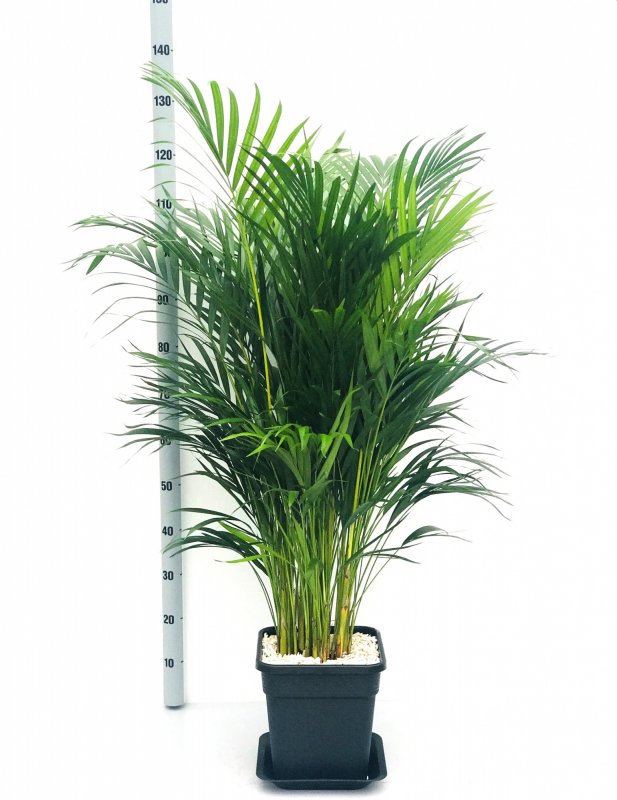 Dypsis lutescens Дипсис желтоватый ЛУФ