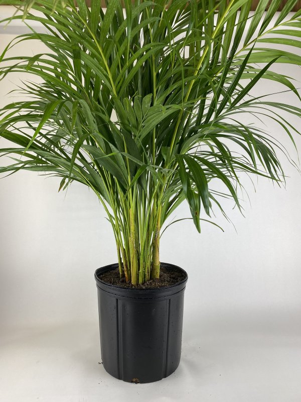Dypsis lutescens Areca