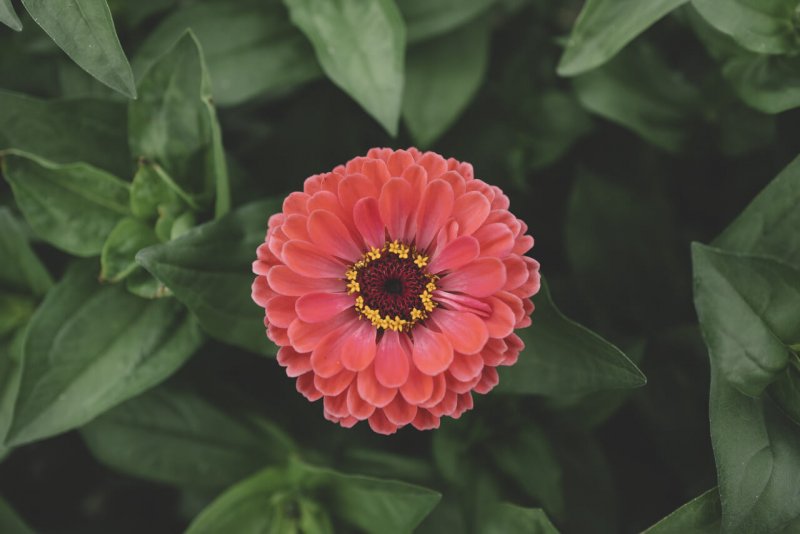 Цинния пестрая Zinnia elegans