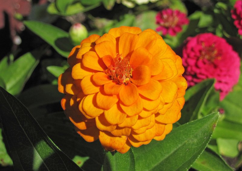 Цинния изящная (Zinnia elegans)