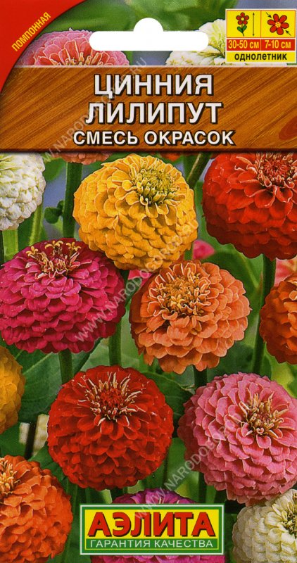 Цинния георгиновидная, смесь