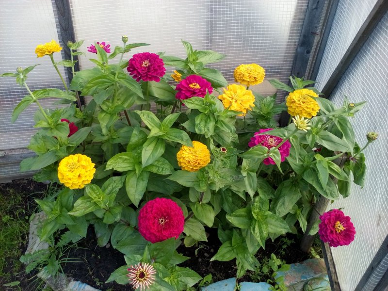Цинния изящная (Zinnia elegans)