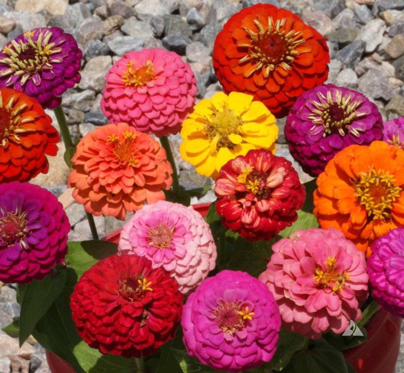 Zinnia elegans Jacq. Цинния изящная