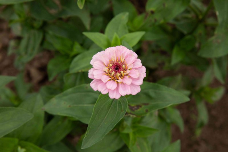 Цинния изящная (Zinnia elegans)