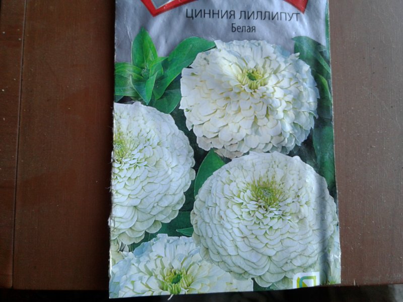 Цветок лилипут
