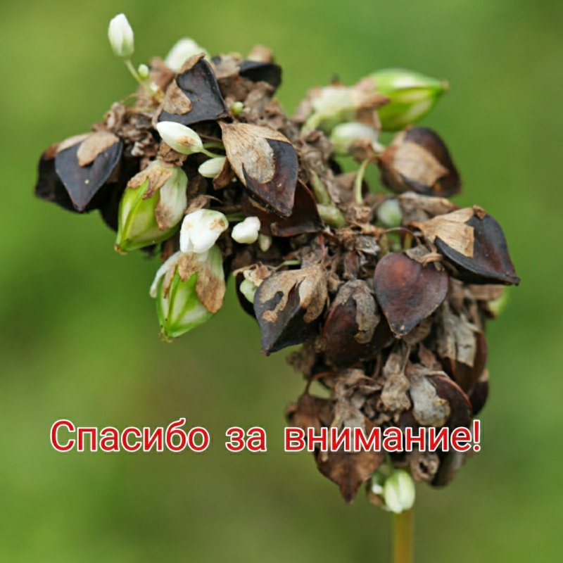 Гречиха посевная плод