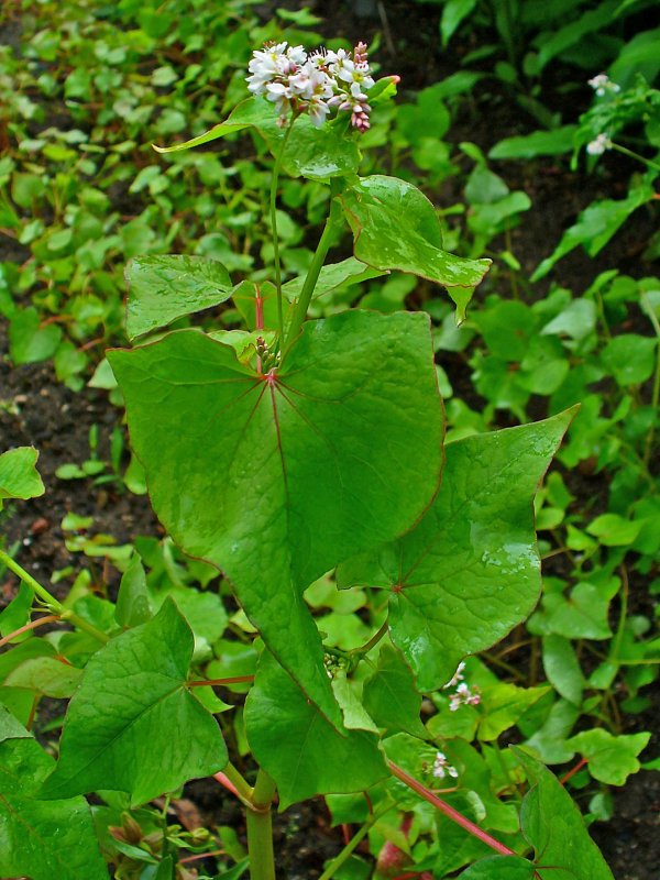 Гречиха (Fagopyrum esculentum)