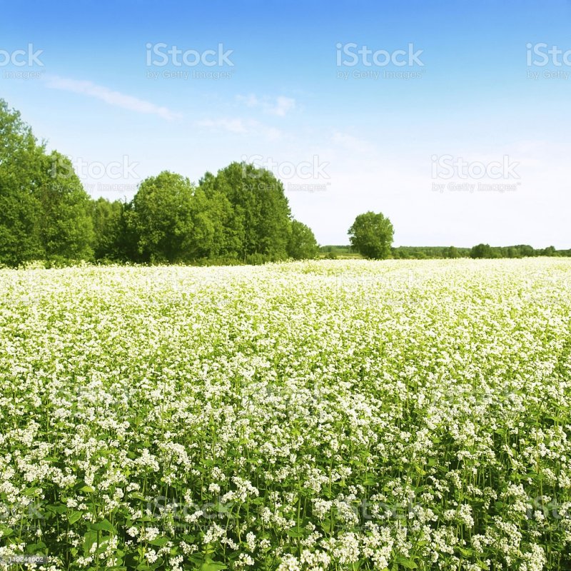 Еланская гречиха