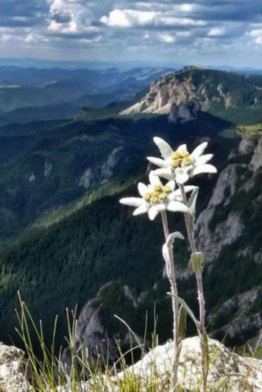 Крымский Эдельвейс цветок
