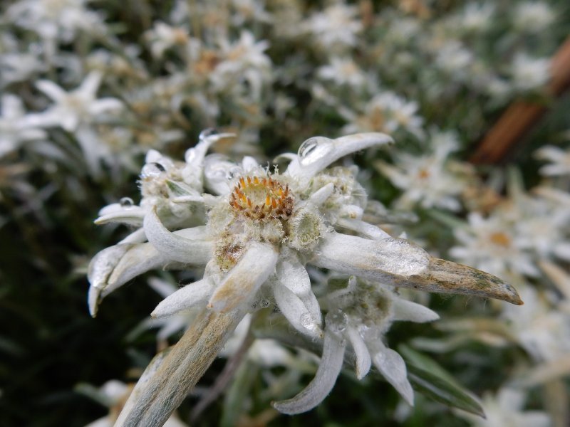 Leontopodium alpinum