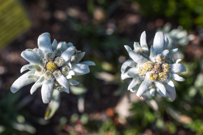 Эдельвейс Leontopodium alpinum May Snow