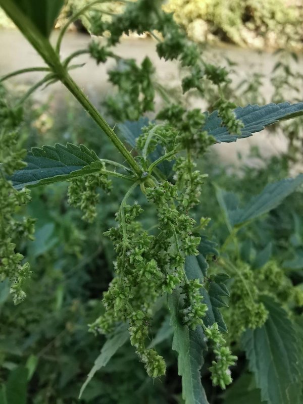 Urtica cannabina