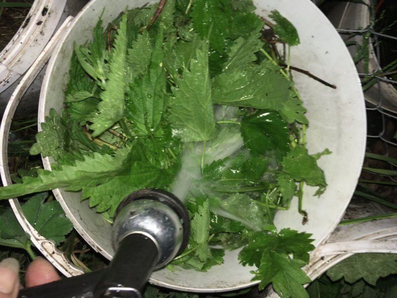 Крапива коноплёвая курение