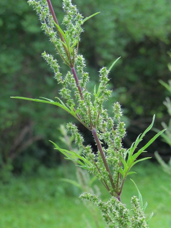 Urtica urens