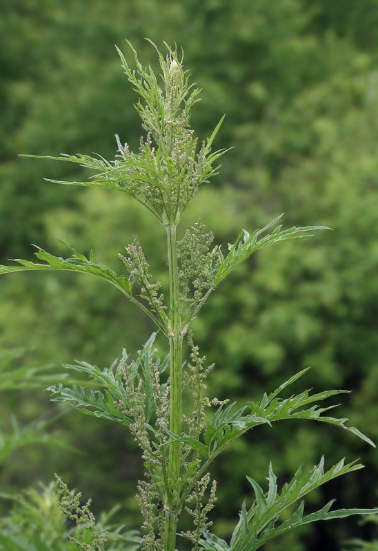 Urtica cannabina