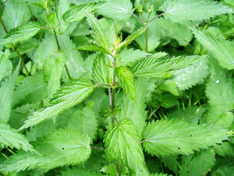 Крапива шариконосная (Urtica pilulifera)