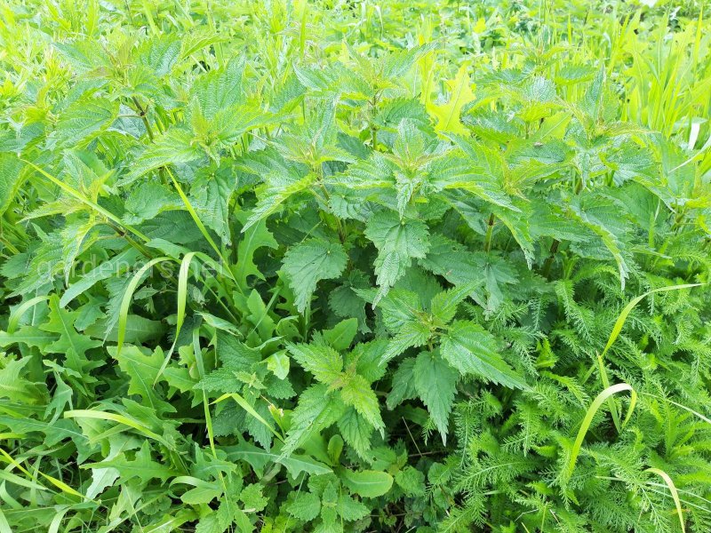 Крапива жгучая (Urtica urens)