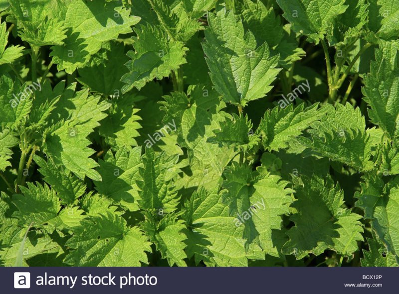 Urtica dioica l.