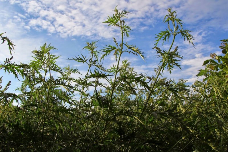 Urtica cannabina