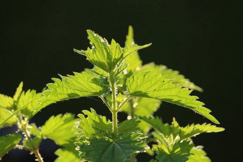 Крапива светло зеленая Urtica laetevirens