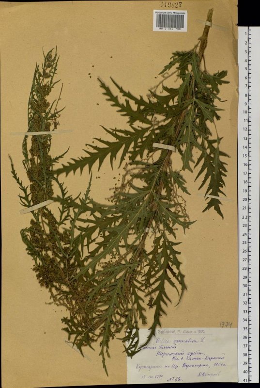 Datisca cannabina l