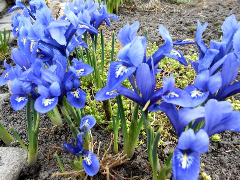 Ирис "сетчатый" (reticulata)