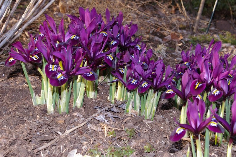 Iridodictyum kolpakowskianum