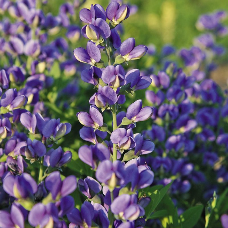 Баптизия Baptisia Decadence Blueberry Sunday