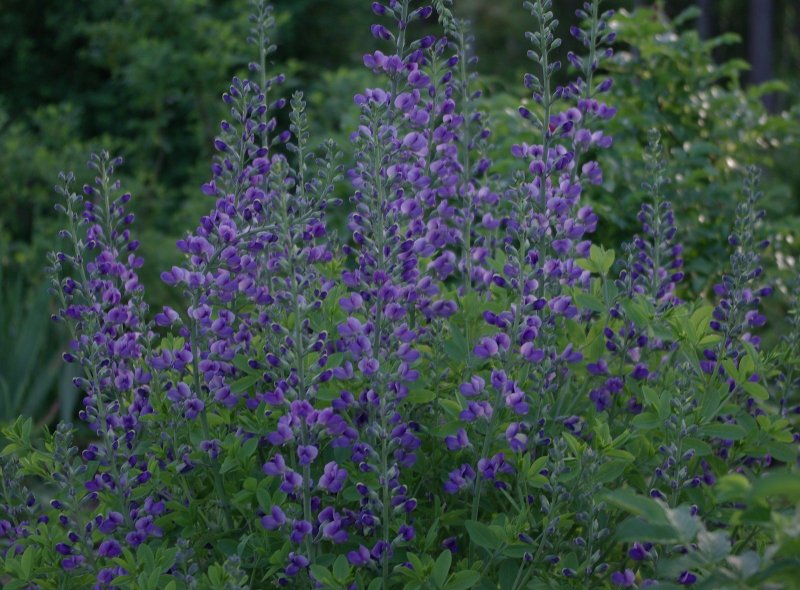 Baptisia Australis