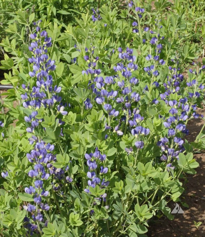 Wild Indigo Баптизия