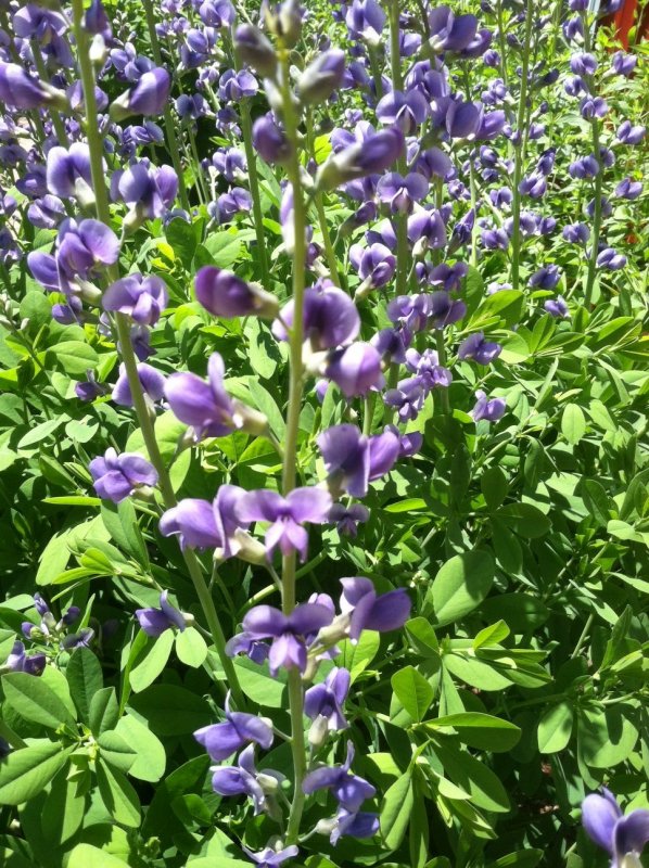 Wild Indigo Баптизия