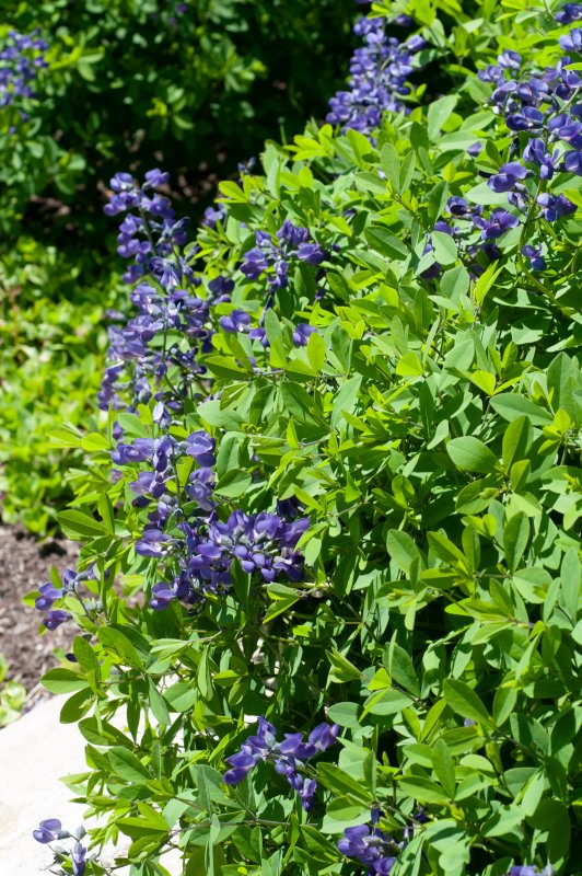 Baptisia Australis