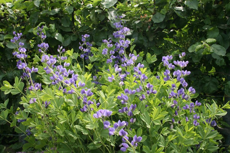 Баптизия Baptisia Australis