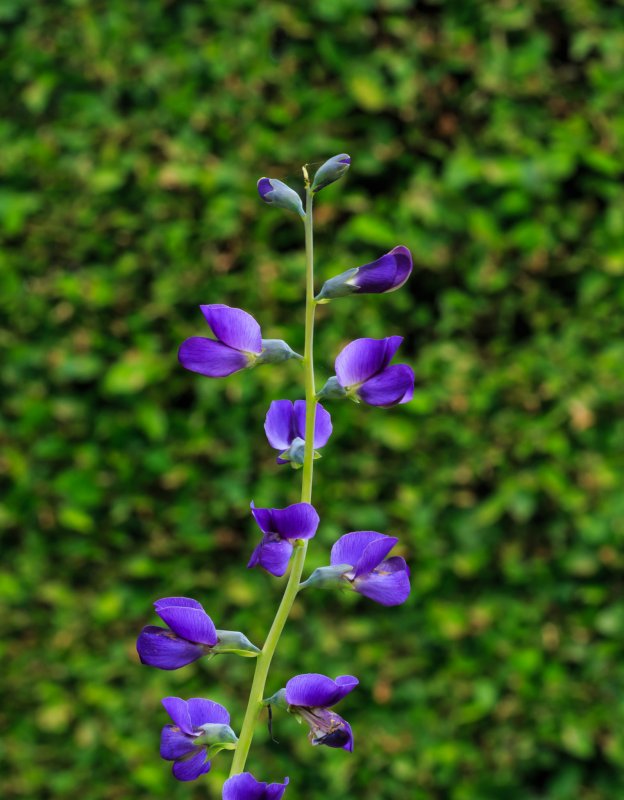 Баптизия Южная (Baptisia Australis)